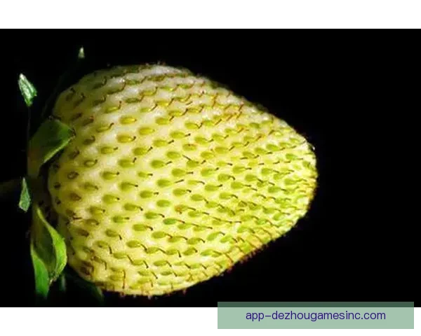 纽芬兰罗98-108苔原生态环境与气候特征综合研究